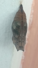 Doleschallia bisaltide