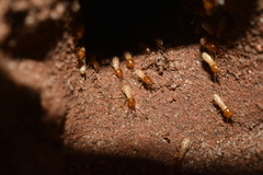 Termitidae