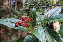 Viburnum urceolatum