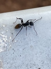 Camponotus aeneopilosus
