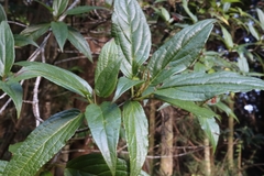 Viburnum urceolatum