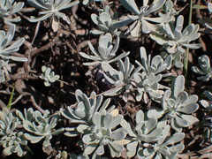 Crossostephium chinense