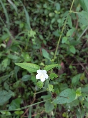 Hibiscus hirtus