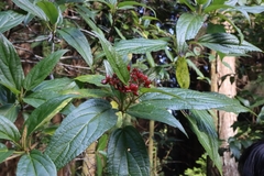 Viburnum urceolatum