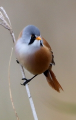 Panurus biarmicus