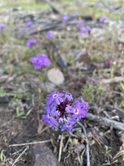 Glandularia aristigera