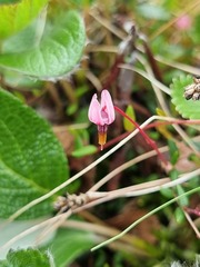Vaccinium microcarpum