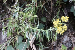 Pseudognaphalium hypoleucum