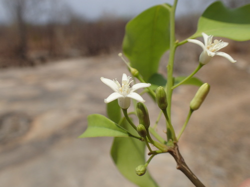Image of Olax dissitiflora by (c) Mahomed Desai, some rights reserved (CC BY)