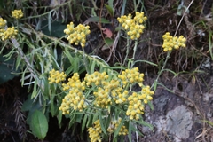 Pseudognaphalium hypoleucum