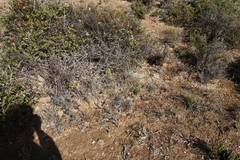 Lessertia frutescens