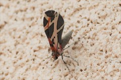 Stamnodes fervefactaria