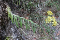 Pseudognaphalium hypoleucum