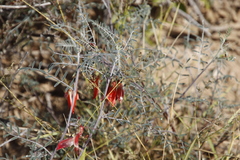 Lessertia frutescens