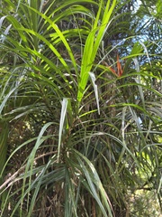 Freycinetia