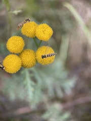 Sphaerophoria scripta