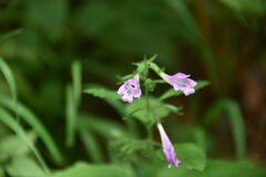 Clinopodium grandiflorum
