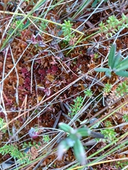 Vaccinium microcarpum