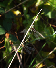 Chalcolestes parvidens