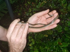 Lycodonomorphus rufulus
