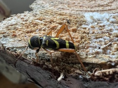 Clytus arietis