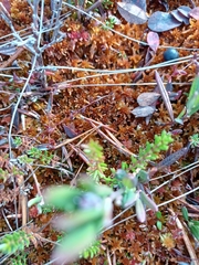 Vaccinium microcarpum