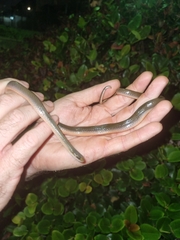 Lycodonomorphus rufulus