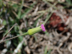 Emilia javanica