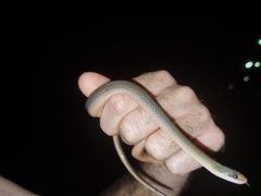 Lycodonomorphus rufulus