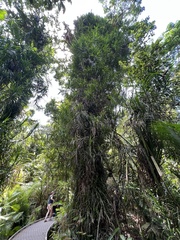 Freycinetia