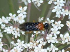 Sterictiphora angelicae