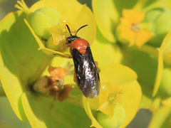 Sterictiphora angelicae