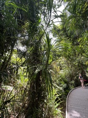 Freycinetia