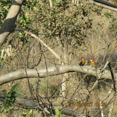 Dinopium benghalense