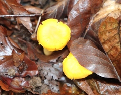 Cantharellus cibarius