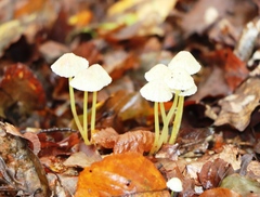 Mycena epipterygia