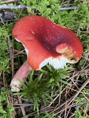 Russula rhodocephala