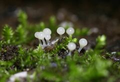 Hemitrichia calyculata