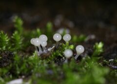 Hemitrichia calyculata