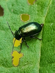Altica brevicollis