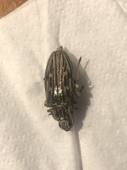 Chalcophora mariana
