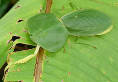 Choeradodis rhombicollis