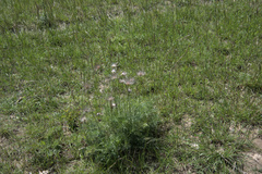 Pulsatilla