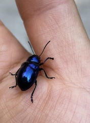 Chrysochus chinensis