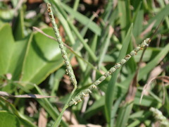 Paspalum orbiculare