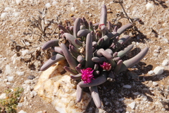 Argyroderma fissum