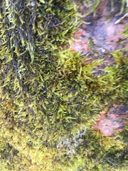 Amblystegium serpens