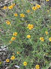 Wedelia hispida