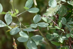 Crotalaria pallida