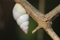 Liguus fasciatus image